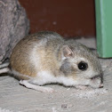 Merriam's Kangaroo Rat