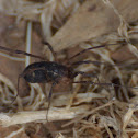 Harvestman