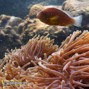 Skunk Clownfish