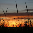 Marram grass