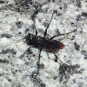 Thread-waisted Wasp