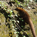 White-nosed Coati
