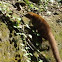 White-nosed Coati
