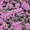 Succulent ground-cover