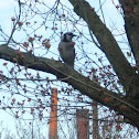 Blue Jay
