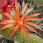 Golden rat-tail cactus