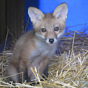 Red Fox