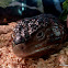 Shingleback Lizard