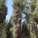 Sequoia