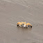 Atlantic Ghost Crab