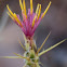 Starthistle