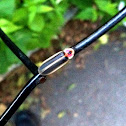 Eastern Firefly