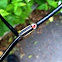 Eastern Firefly