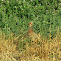 Red-legged Partridge