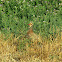 Red-legged Partridge
