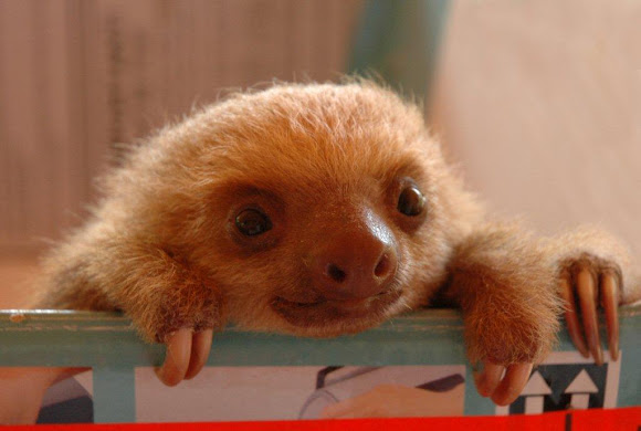 Baby three-toed sloth | Project Noah