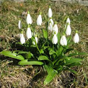 Galanto. Snowdrop