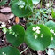 Miner's Lettuce