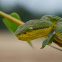 Bamboo Pit Viper