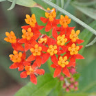 Tropical Milkweed