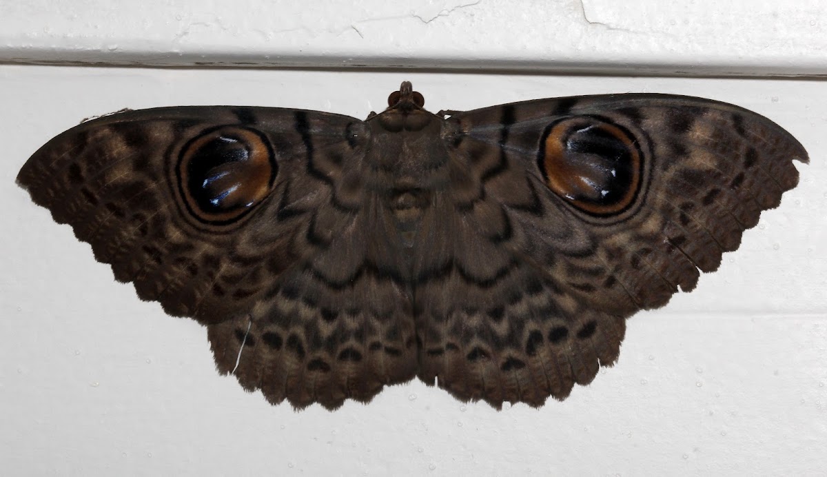 Owl Moth