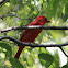 Summer Tanager