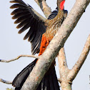 Crested Guan