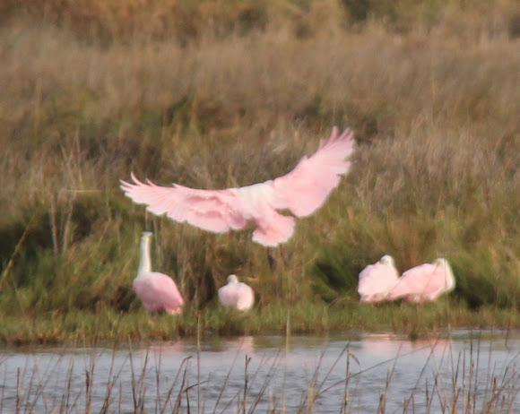 Spotting Image 1