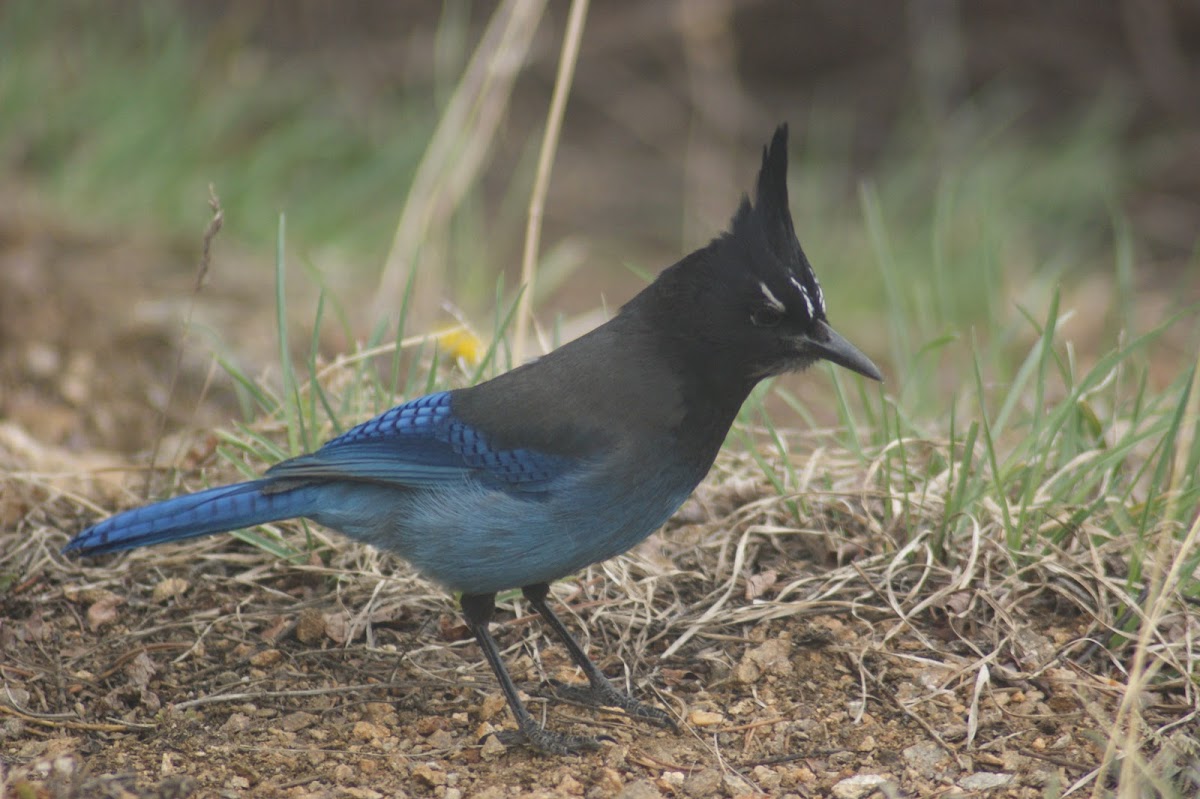 Stellar's Jay