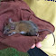 Deer Mouse