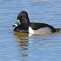 Ring-necked Ducks