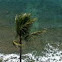 Palm Tree