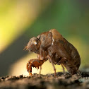 Cicada (shells)