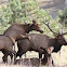 Elk