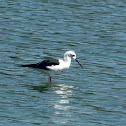 Black-winged Stilt
