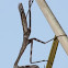 Carolina Mantis
