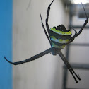 Signature spider