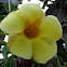 Allamanda 