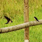 Rauchschwalbe, Barn swallow
