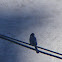 House martin