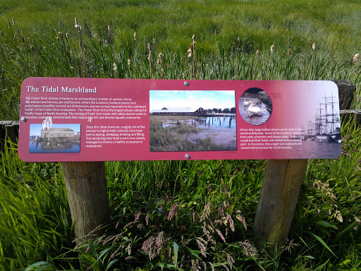The Tidal Marshlands