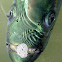 Atlantic Tarpon