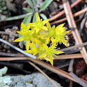 Yellow Stonecrop