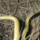 Eastern Yellow-bellied Racer