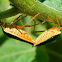 Stink bug