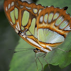 Malachite
