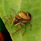 Jumping Spider