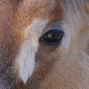 Roan Antelope