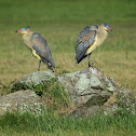 Whistling Heron