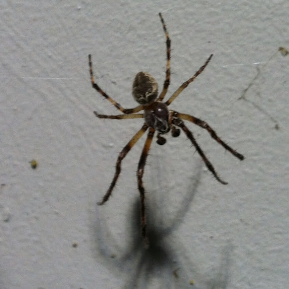 Spotting Image 1